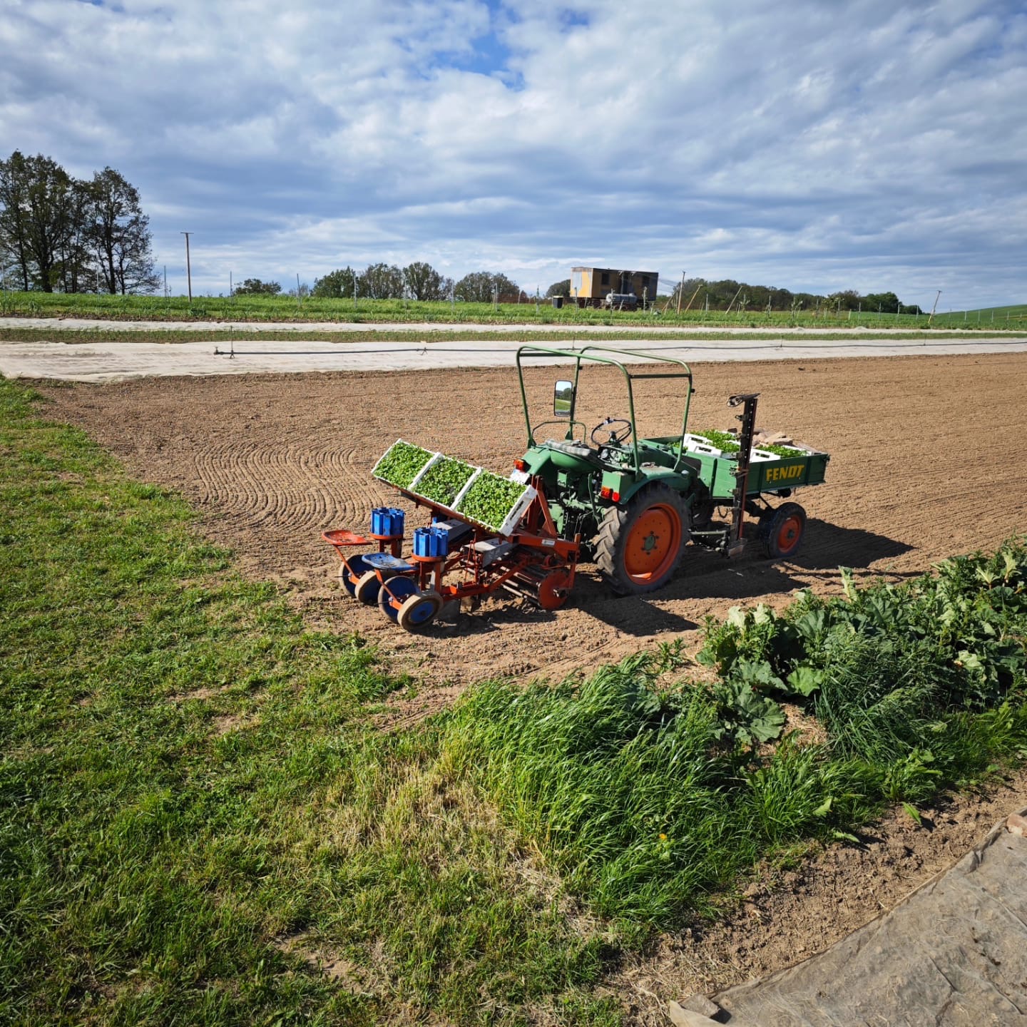 Traktor beim Pflanzen junger Gemüsepflanzen
